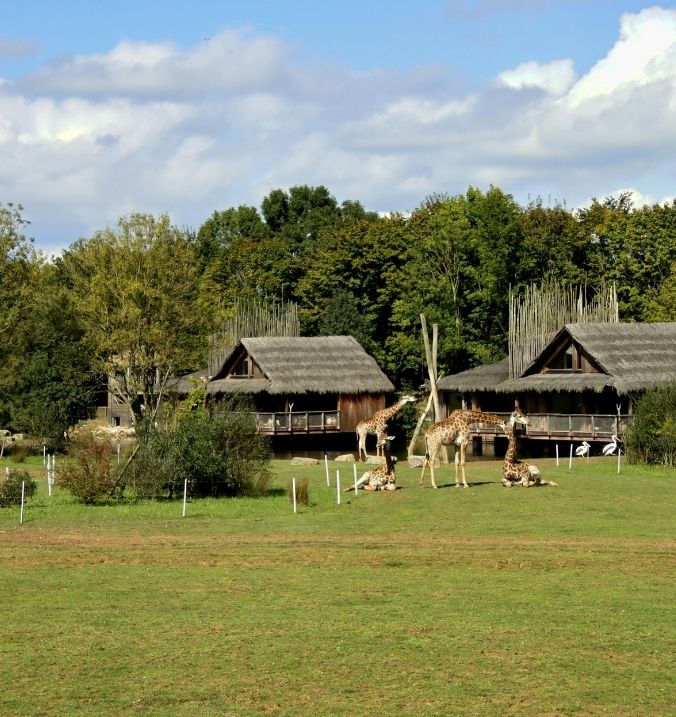 Giraffes and safari-style lodges in a wildlife park near La Cala